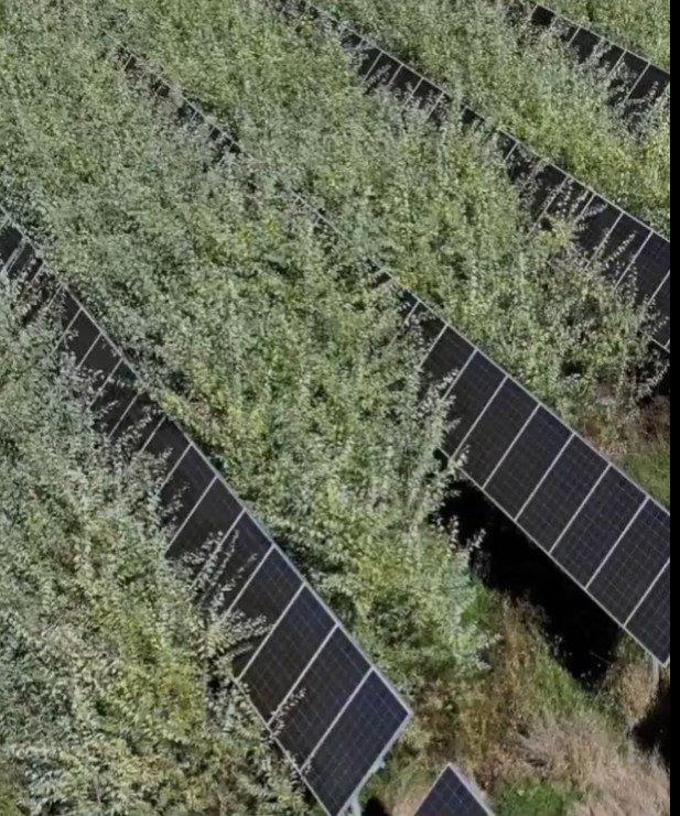 La Spagna aveva il settore solare in più rapida crescita in Europa. Una legge sui sussidi del 2007 garantiva enormi pagamenti fissi per l'elettricità solare, e gli investitori vi si riversarono a frotte.

Poi l'economia è crollata, e il governo non poteva più permettersi i