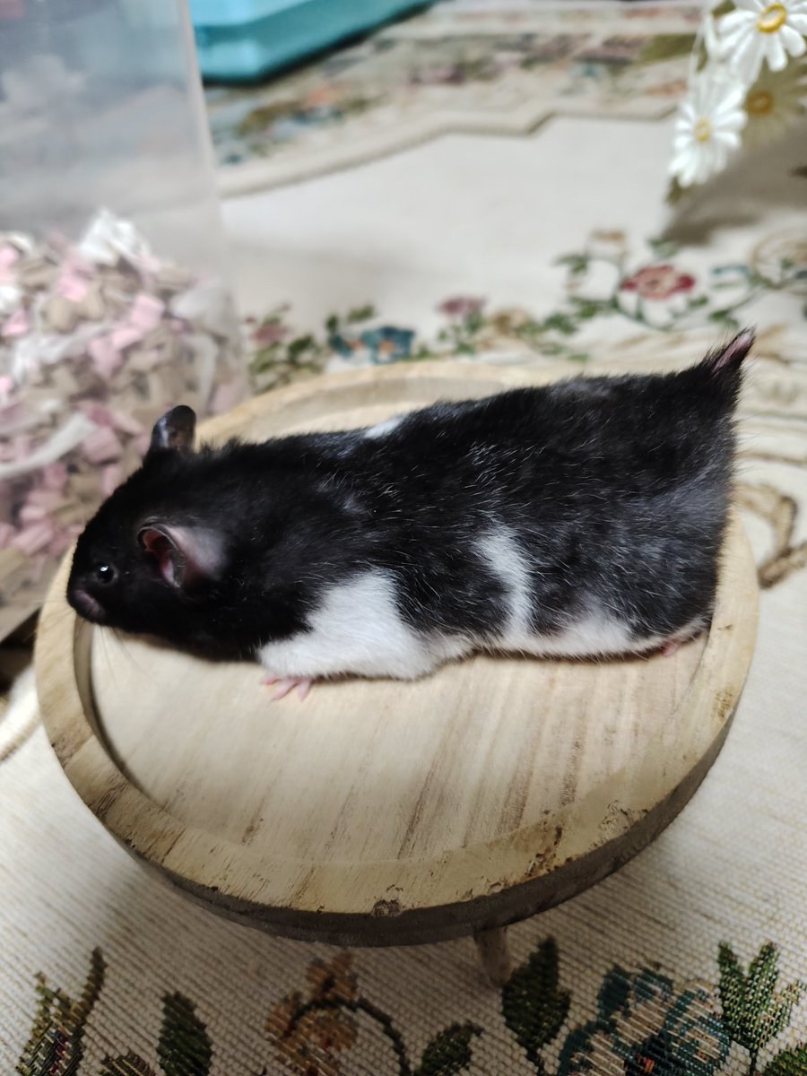 ハムスター🐹Love💖 tweet media