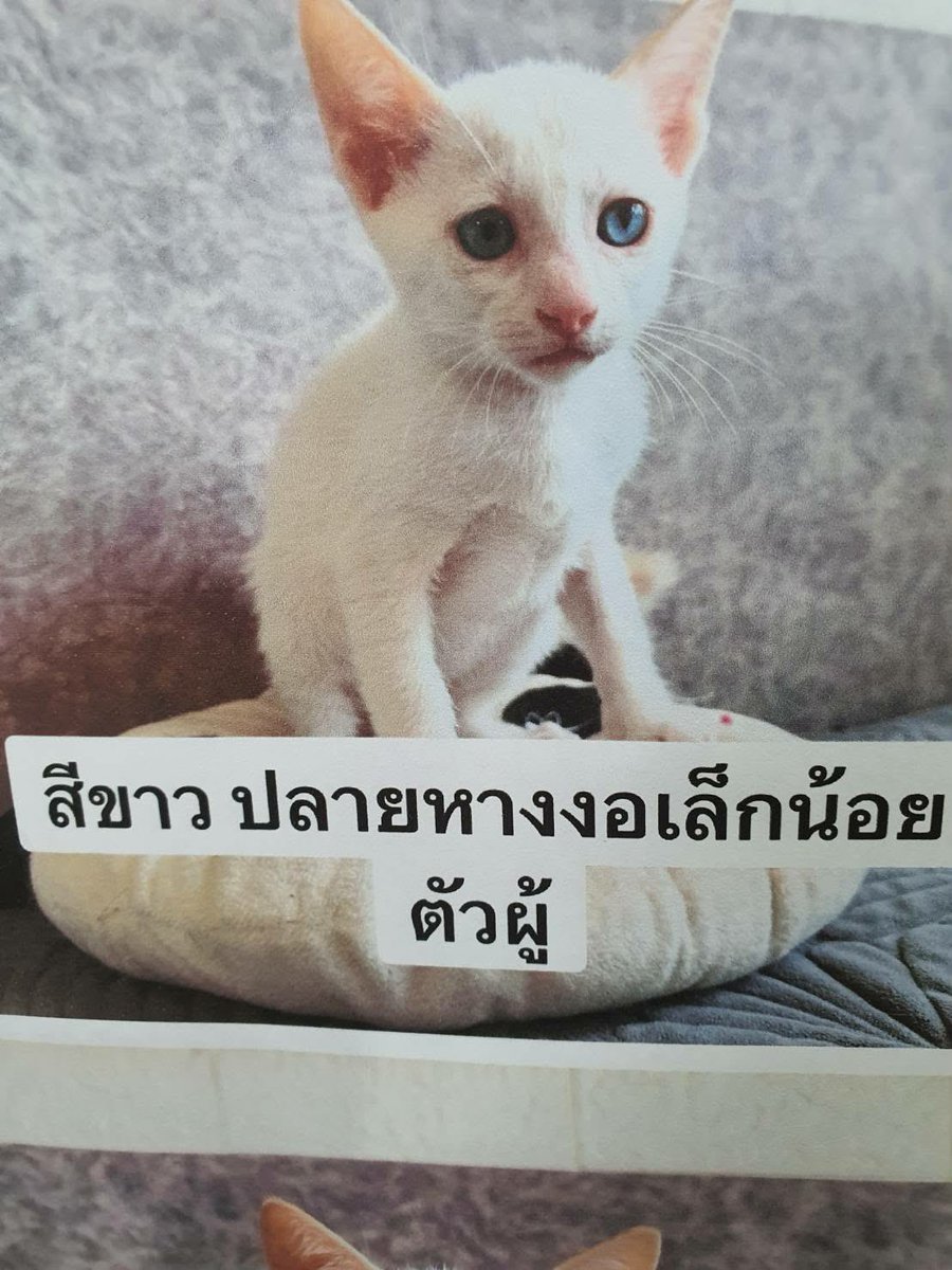 🏡 น้องแมวฝากหาบ้าน 💗
- อายุ 3 เดือน
- กินเม็ด✅ เข้ากระบะทราย✅
- วัคซีนรวม✅

✅ คัดบ้าน เลี้ยงระบบปิด 
✅ พาไปทำหมัน ทำวัคซีนได้
✅ นัดรับที่โรงพยาบาลแถวบางบัวทอง หรือยินดีไปส่งให้กรุงเทพฯ ปริมณฑล 
❌ ไม่รับนักเรียน นักศึกษา 
💌 ติดต่อ คุณเอ id line 825715551