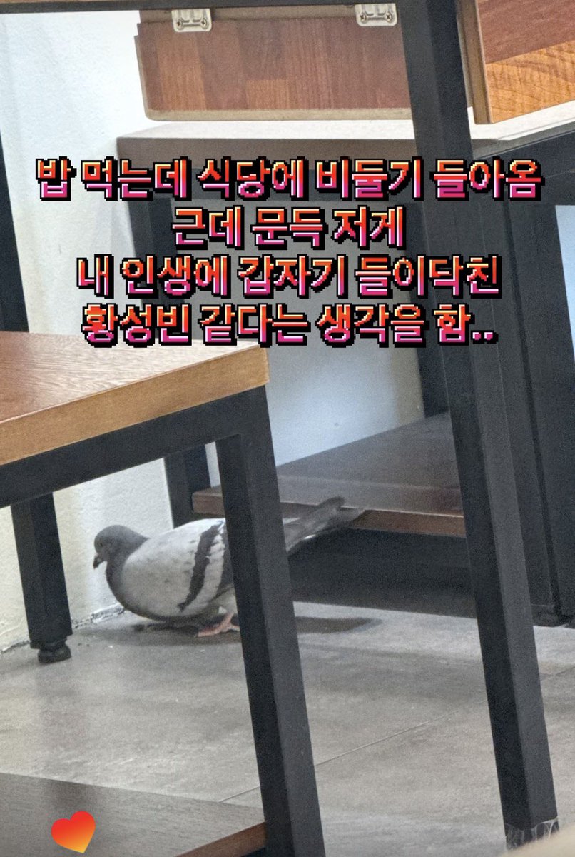 쿠미 tweet media