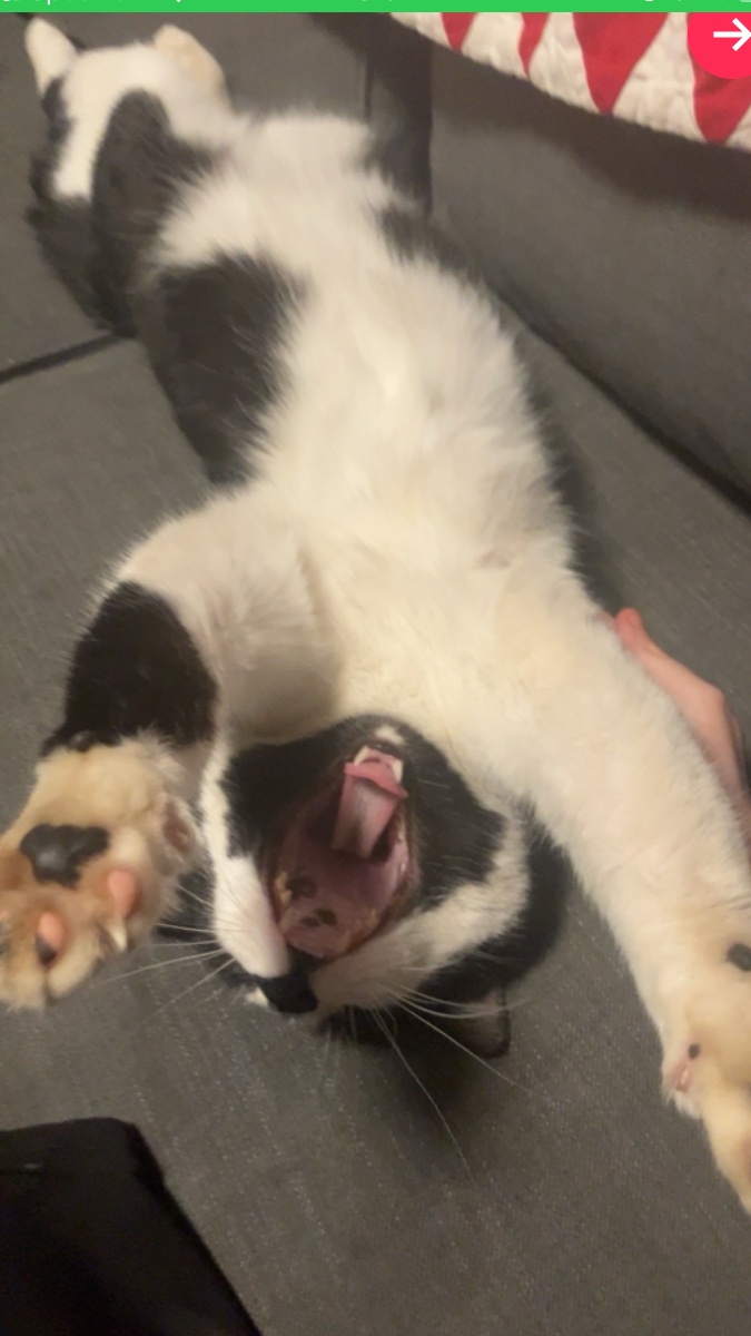 dog of shedtwt 🐾 tweet media