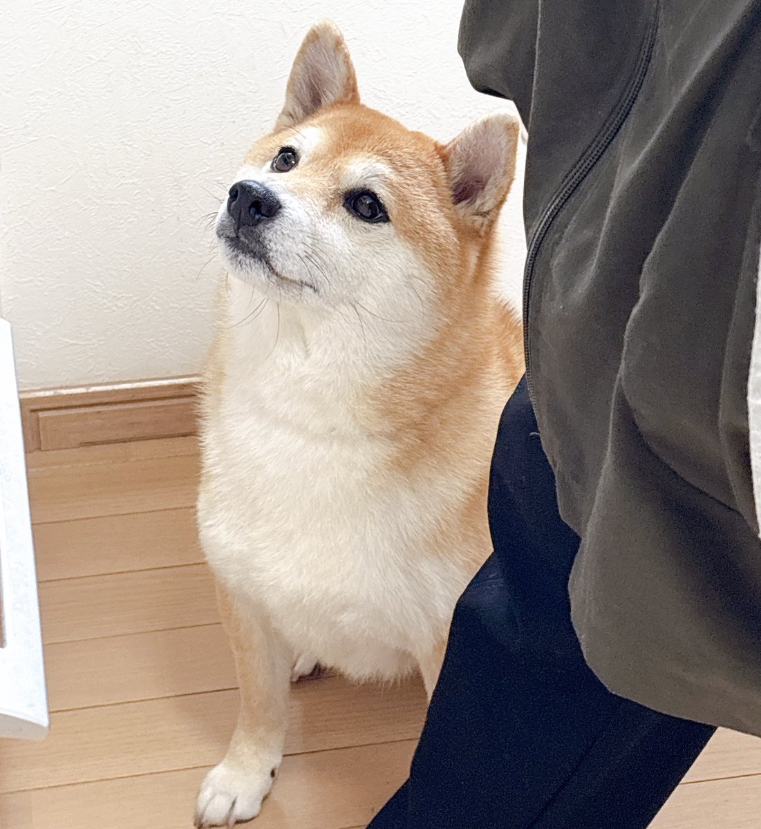 柴犬 つむ tweet media