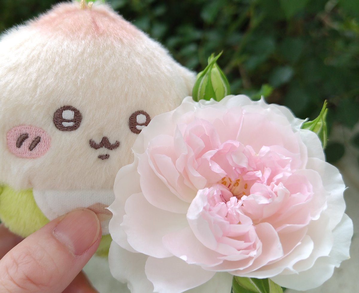 ねこレモン««ラッコ先生とゆく«« (@GoChiikawaRakko) / Posts / X