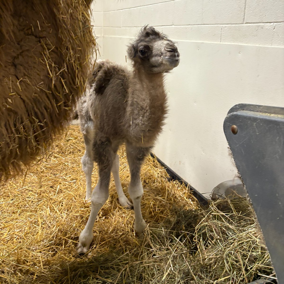 TheTorontoZoo's tweet photo. Your midweek Serotonin boost 🍼🐫

Following a recent post-natal examination, your Toronto Zoo is happy to share news that Suria’s critically endangered Bactrian camel calf, born April 30, is a boy 💙

Read more ⬇️
https://t.co/s7OkTFF7Yz https://t.co/N7qE4fA3Ln