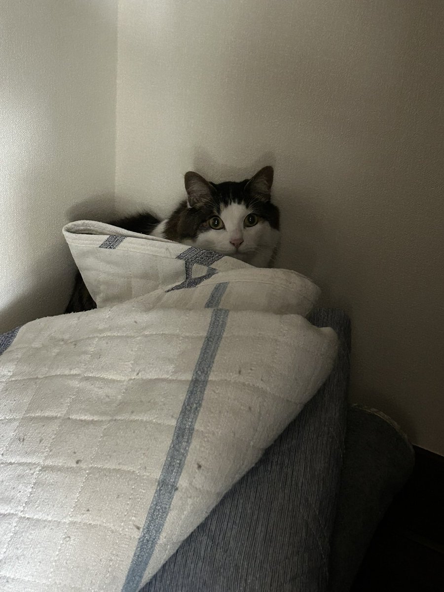 押入れ（の中の夏用カーペット）をすみかにしようとするネコ🐱