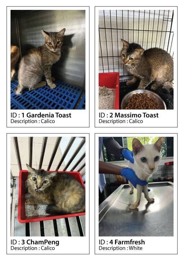 Kucing Terbuang tweet media