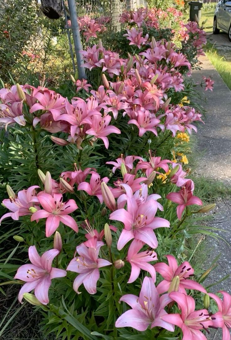 blossom library (@blossom_library) on Twitter photo 