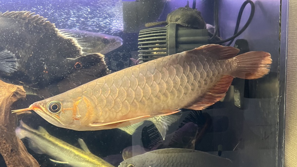 メタボハゲ魚ボルグ tweet media