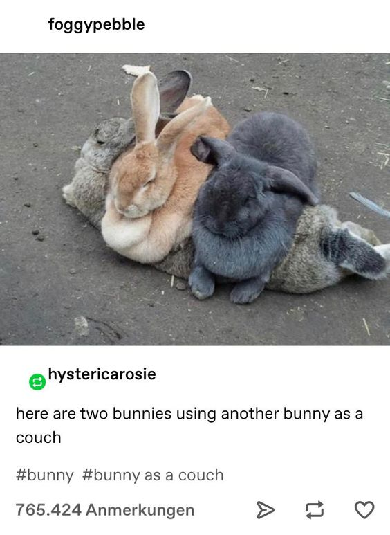Why you should have a rabbit tweet media