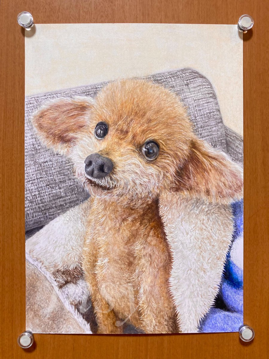 まるちゃんです　色鉛筆画 色鉛筆画でワンちゃんを描きました。 こちらはご依頼品になります。 毛