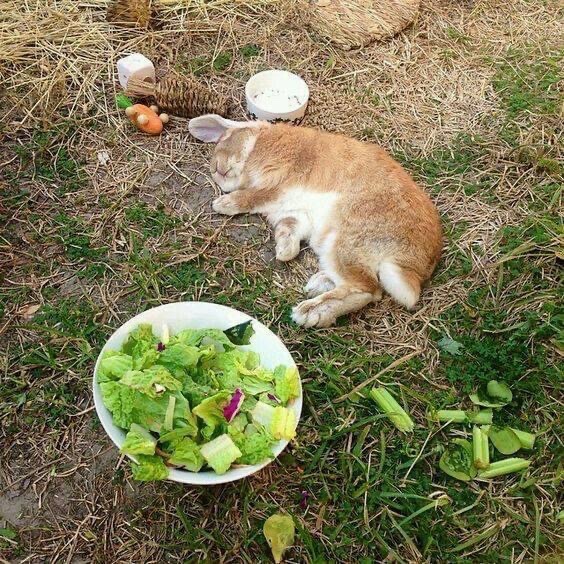 Why you should have a rabbit (@shouldhaverabit) on Twitter photo 