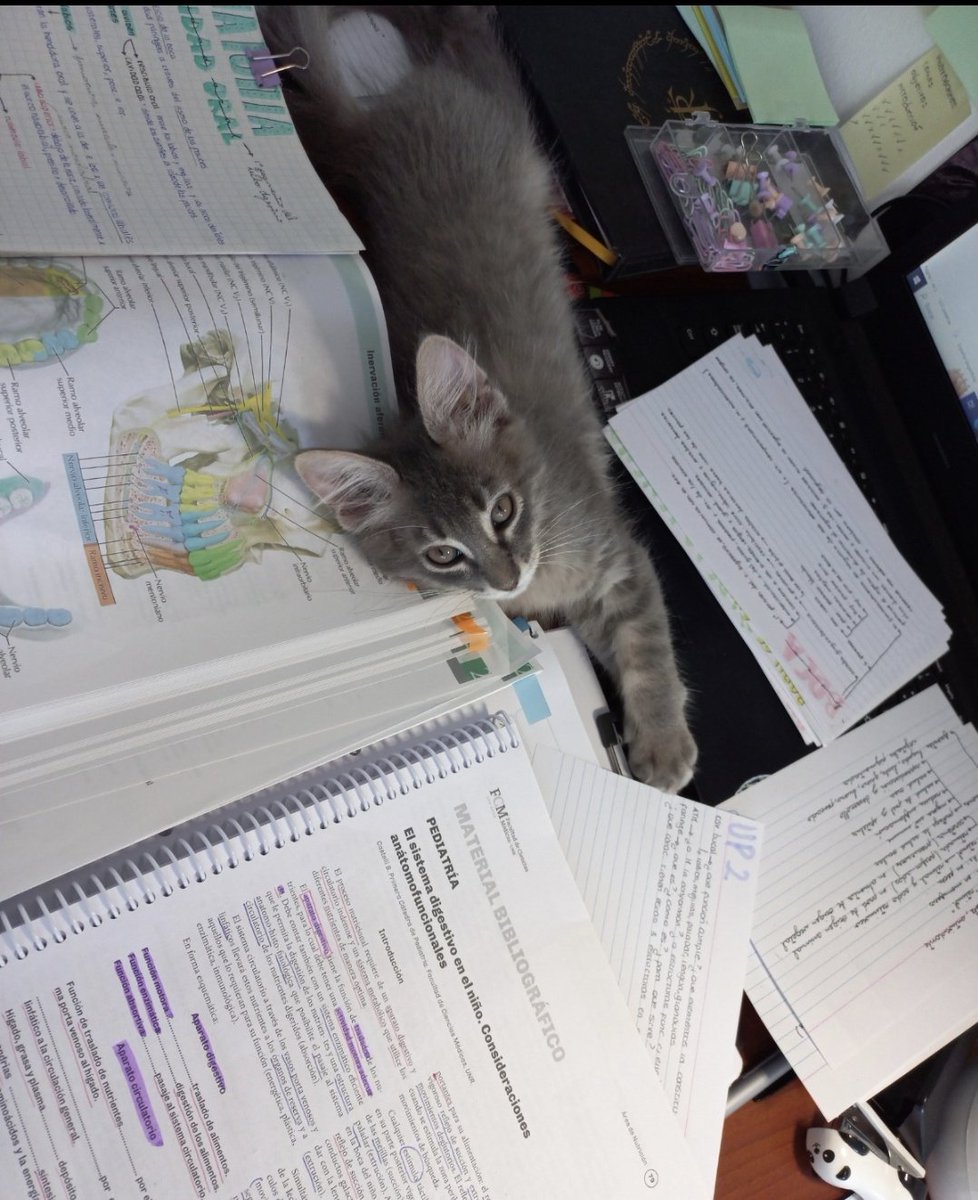 swiftierainy's tweet photo. Cuando me reciba y necesite un michititulo para ella tambien https://t.co/AlqLG2QYtP