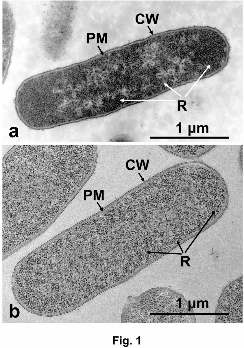 JournalofMicroscopy tweet media