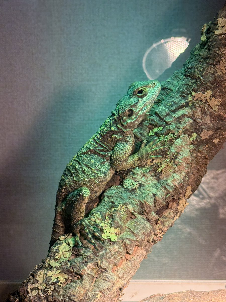 Herptile Lovers(ハープタイルラバーズ) (@herptilelovers) / Posts / X