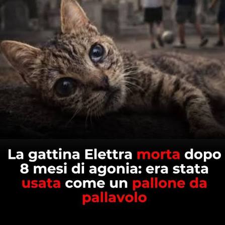 🐾CLAUDIA🐾 tweet media