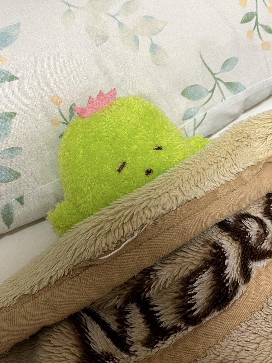ShachooCactus's tweet photo. #ぬい撮り
「はちれんきゅう　あっというま　でした… あしたから　また　しごと」
#Sunlemon #サンレモン #ふわふわたっとん https://t.co/Lzj3ei9HkV