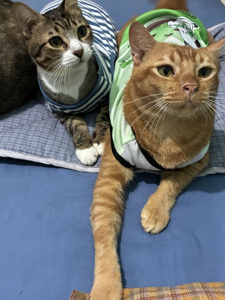 Momo and other cats 🐱 tweet media