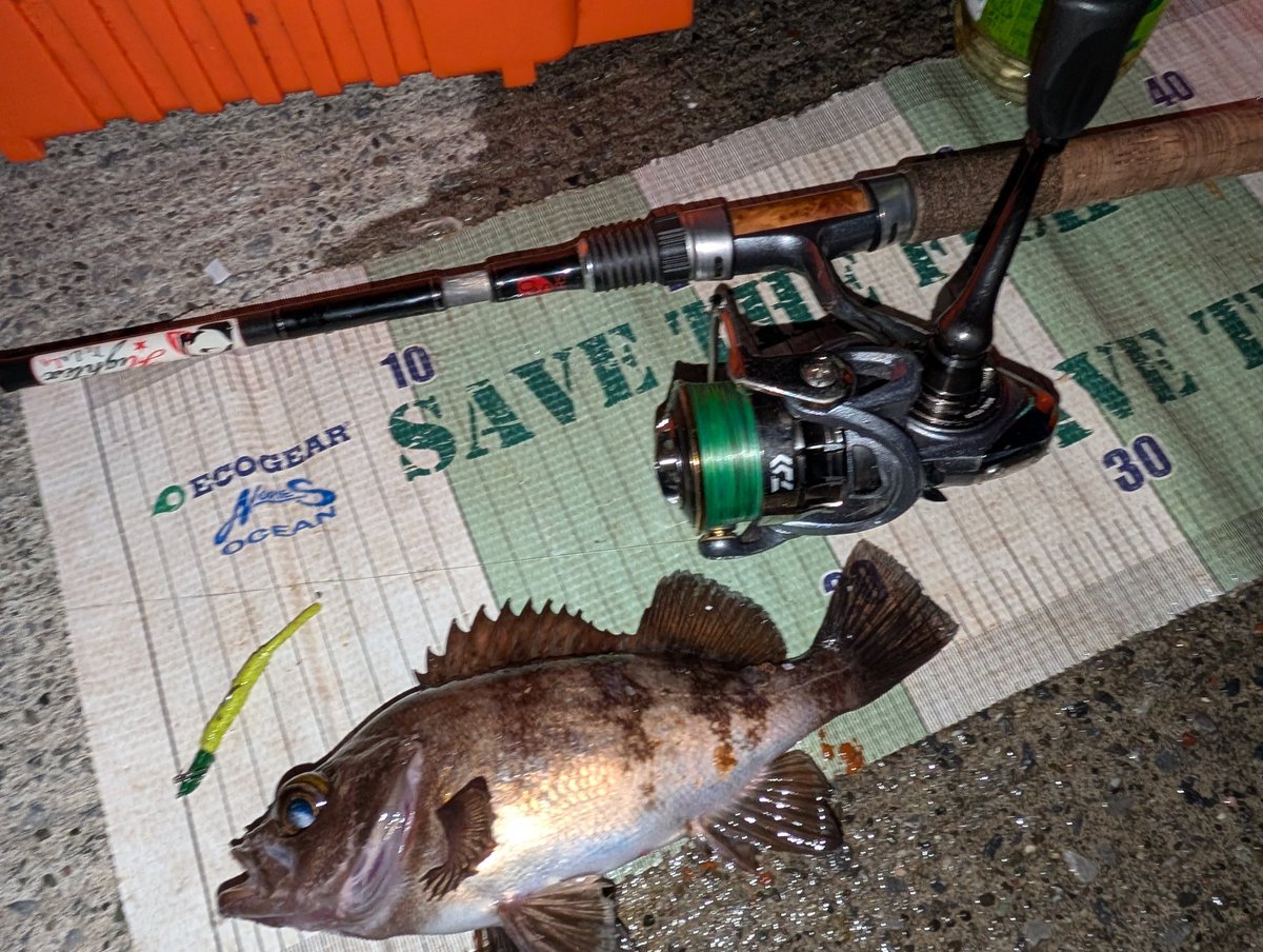 JKANNO2's tweet photo. 🎣沿岸警備🥳
ガッシー、どこでもつれるようになったな…😇
#エコギア
#vivoczero #ハンドポワード https://t.co/Dj4aiUserR