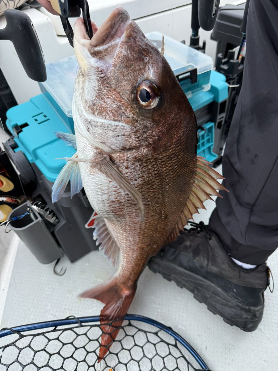 hn3ue's tweet photo. GW最終日はジギング🎣
50真鯛とツバスちゃん😊 https://t.co/F3i2tAzCRs
