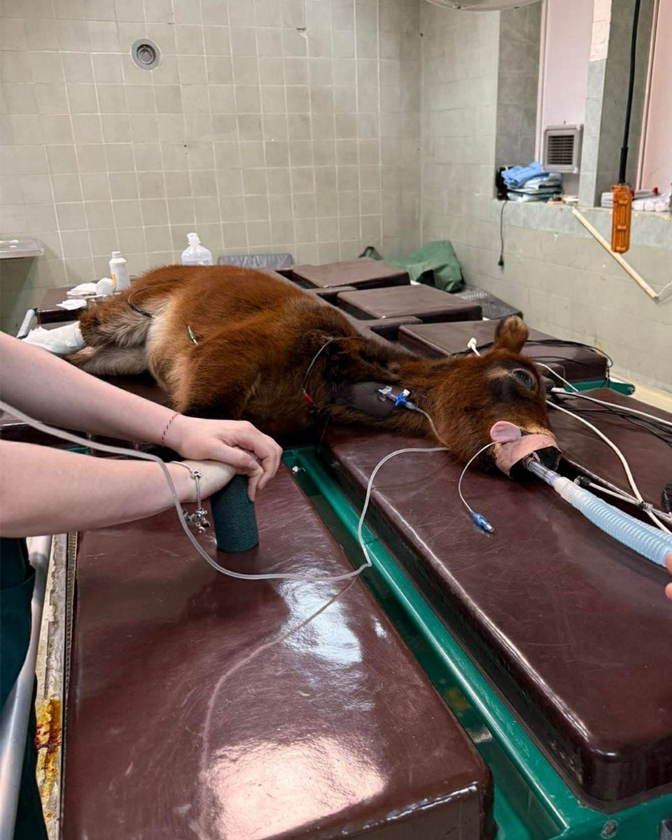 Animal Action Greece tweet media