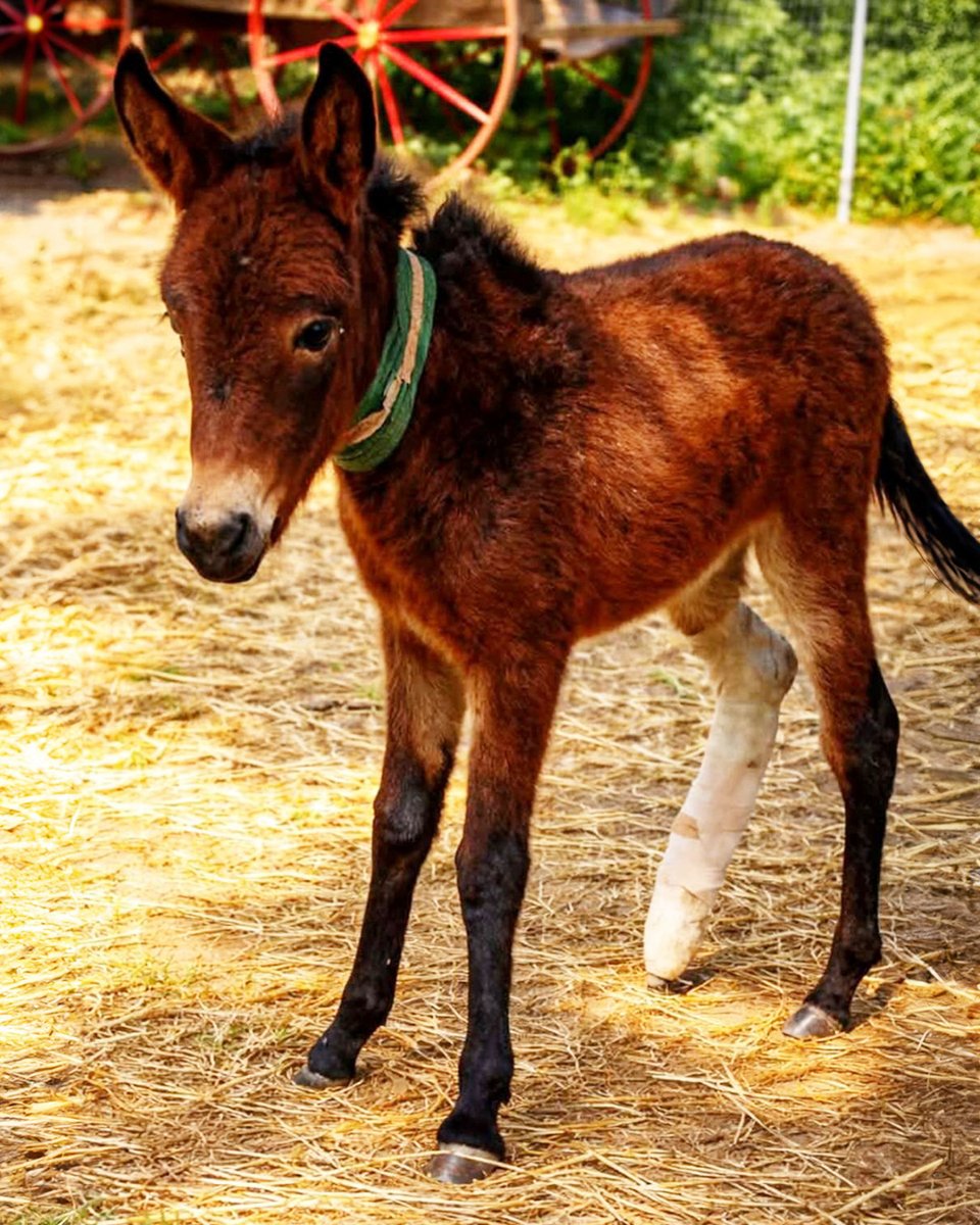 Animal Action Greece tweet media
