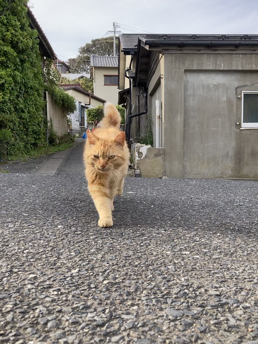今夕の #仁斗田地区 #ポンプ置場 へ ポストの辺りでサビ猫さんとミルク