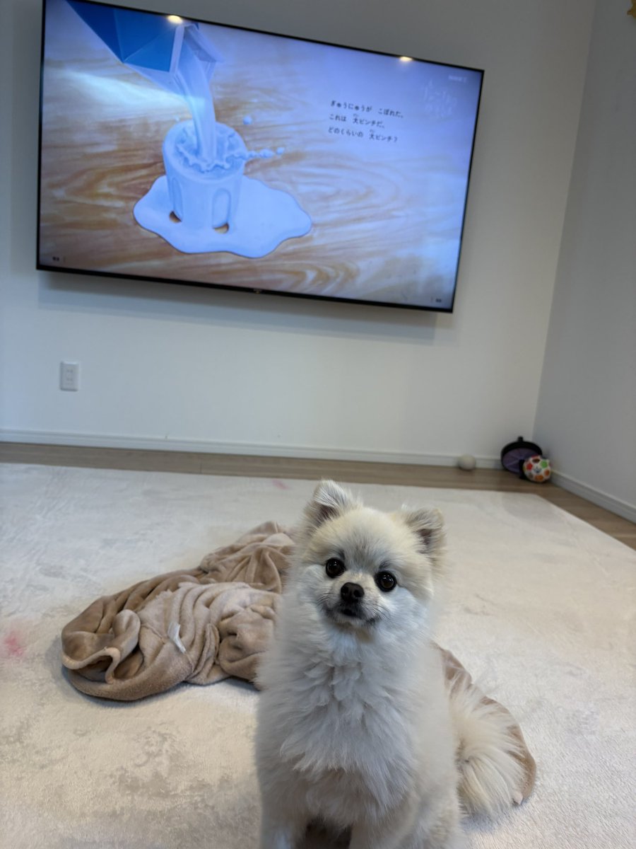 pomenopon's tweet photo. お菓子の袋（人間）の音聞こえたらすぐこっち見つめてくる犬。

#ポメラニアン https://t.co/F9cnRUEFJL