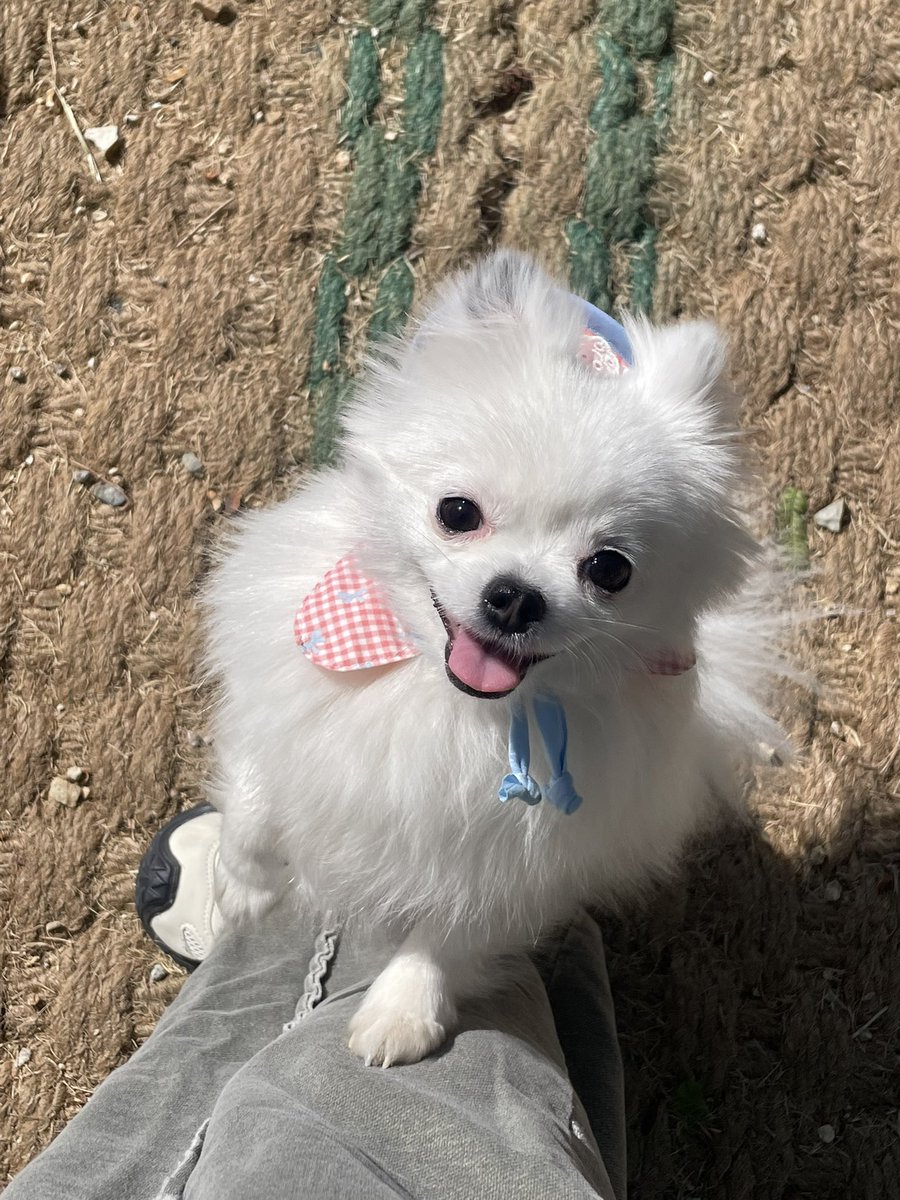숭이일기 tweet media