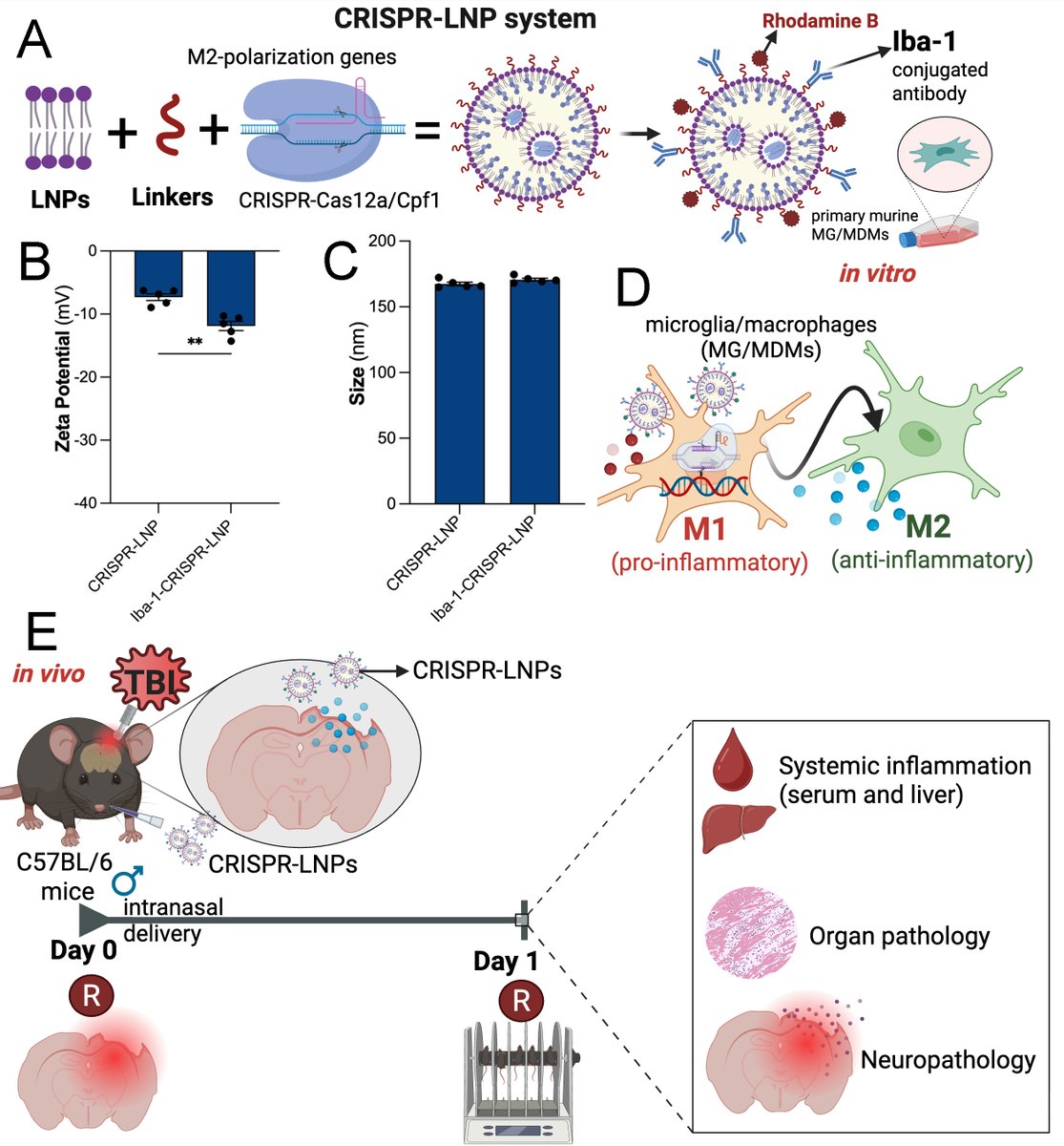 svillapol's tweet photo. Excited to share our new preprint on bioRxiv! 🧠✨

In this study, we developed intranasal CRISPR-lipid nanoparticles targeting MAPK9 to reduce neuroinflammation after traumatic brain injury (TBI). https://t.co/vZZrej284u