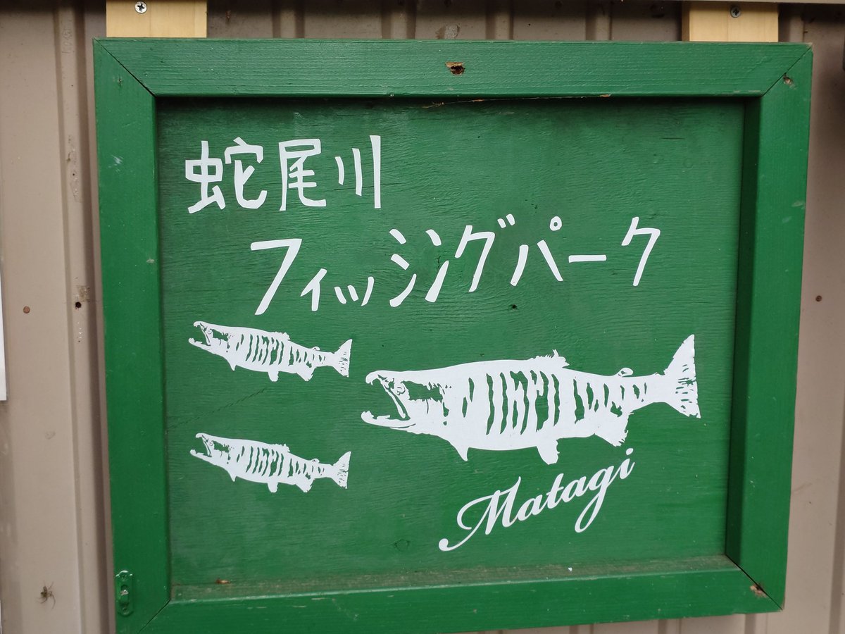 otama_01198's tweet photo. GWの遠征釣行。
釣座の周囲の人柄にも恵まれ、そしてこのご時世に魚の大きさやコンディション含め〜素敵な環境を用意してくださる釣り場さんには感謝しかない。
ありがとうございました、また必ず！
#蛇尾川フィッシングパーク
#ユーランド清水川 https://t.co/KSaYwyobfs