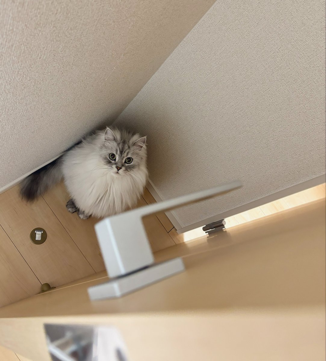 Post by すぴ🐾 on X: 猫、みーっけ