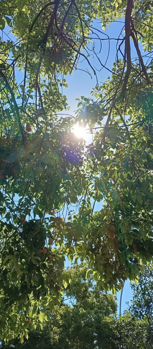 BAHARBHR19's tweet photo. . Karabulutlar aradan kalktiğina göre Hoşgeldin bahar...🍒
#Çarşamba
#Hidirellez
#Ederlezi https://t.co/pvlHgT9fLz