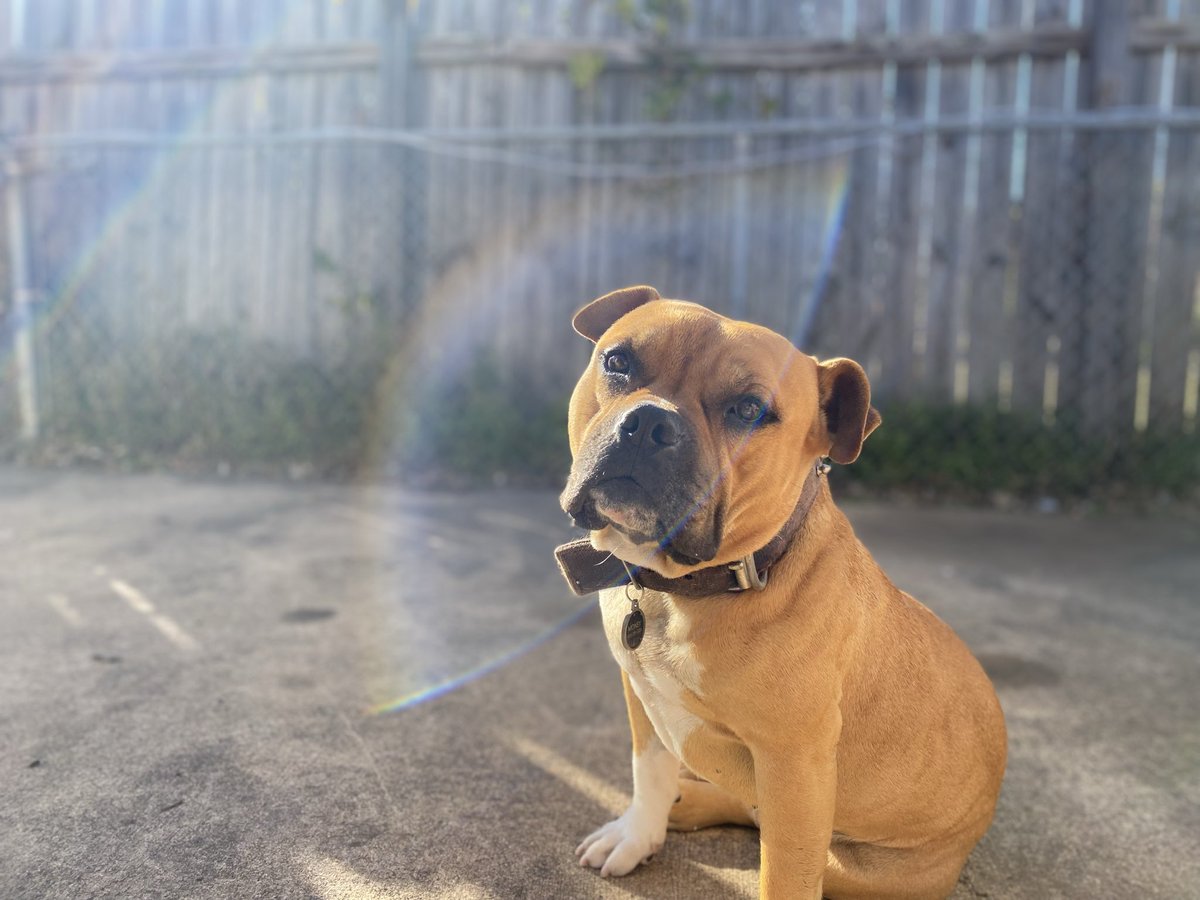 jaxtrs's tweet photo. RIP to my big headed baby, i’ll love and miss you forever 🥺❤️ https://t.co/05ubzh2S5o