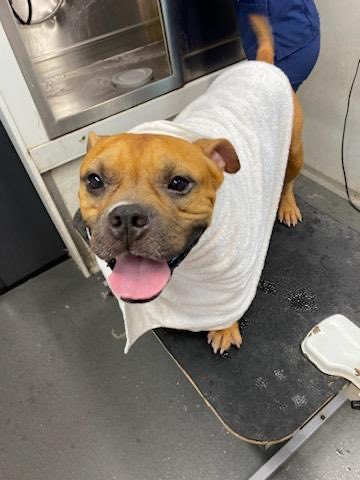 jaxtrs's tweet photo. RIP to my big headed baby, i’ll love and miss you forever 🥺❤️ https://t.co/05ubzh2S5o
