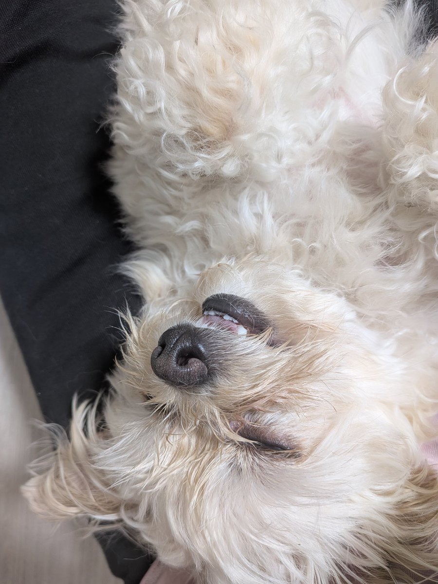 K85696289's tweet photo. 連休最終日、もこさんお疲れのようで…。口開けて寝てます🤣
#犬好きさんとつながりたい 
#チワプー https://t.co/hqN6zpxnjY