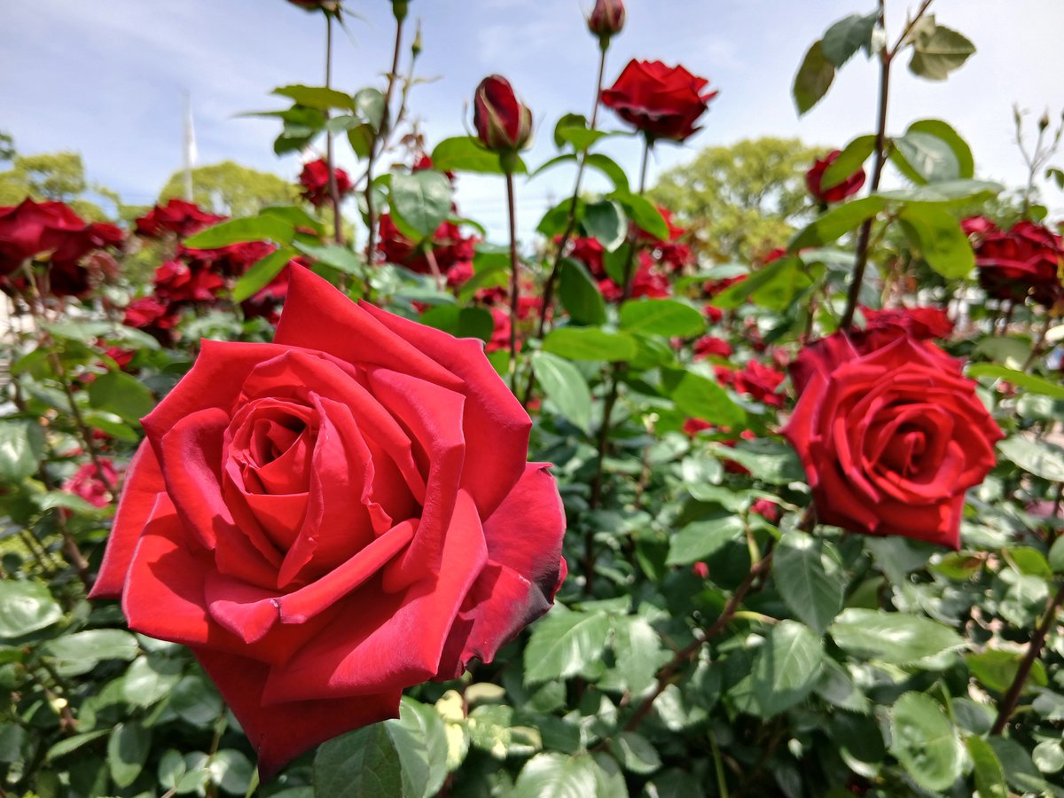 higuhiro2001's tweet photo. 薔薇見てきた🥀🌹✨ https://t.co/I24o6nJ4CL