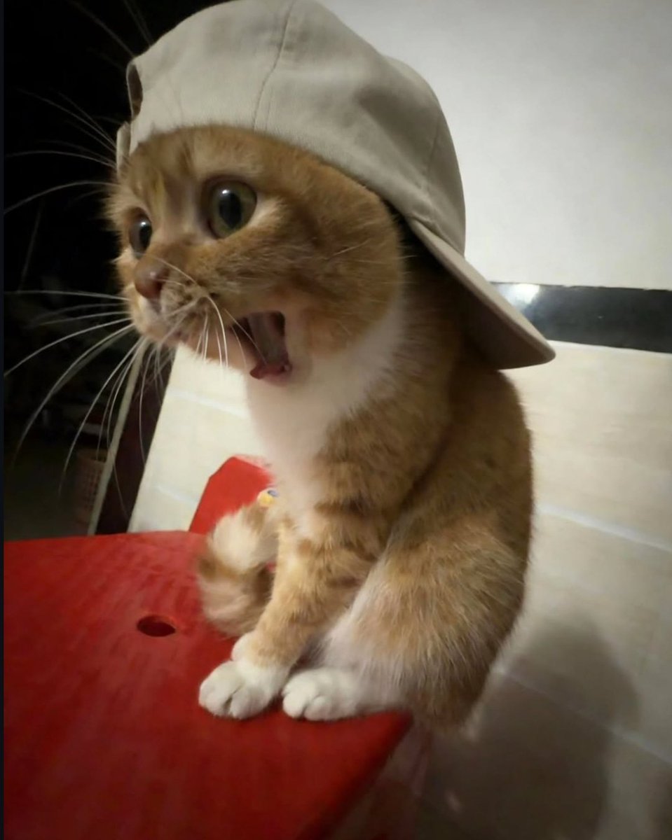 CuteLittleCats🐱 tweet media
