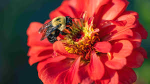 Niagara Bee tweet media