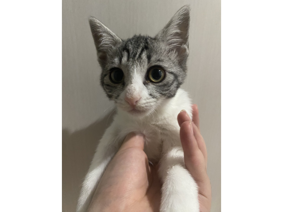 甘えん坊ちゃん
福岡県 ♀ 生後2ヶ月 のネコちゃんです。
 #猫の里親募集 #福岡県
詳細：neko-jirushi.com/foster/235136/
写真：