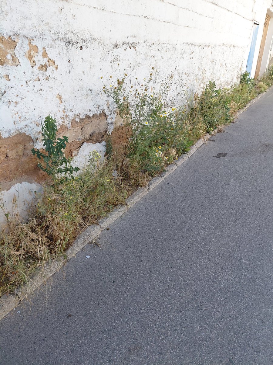 Sanchezpaji's tweet photo. @AytoMairenalcor Calle Asunción https://t.co/VnwLq3pBac