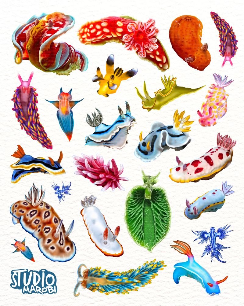 MeepsMr's tweet photo. @MbarkCherguia A nudibranch, which is basically just a sea slug. They can't be extremely colorful and move/be shaped in very odd formations https://t.co/XVeORr9GVo