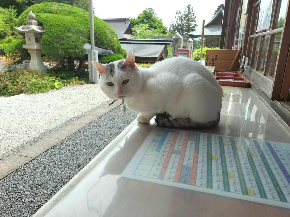 テンちゃん 本日の勤務態度 今日もテンちゃん活発 カウンターの上を