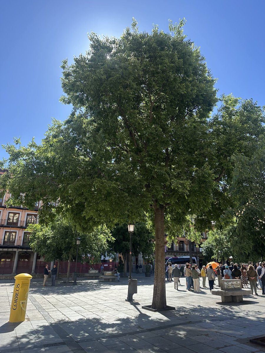 Almeces de Toledo 🌳 tweet media