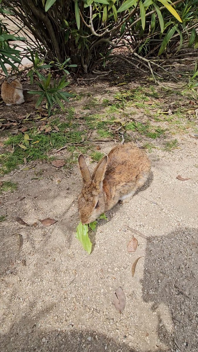 脳溶けたので明日は休みましょうね🐰