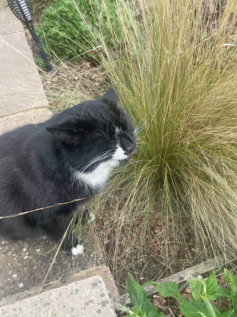 Mystic Queen of Maybe (Jan) & Teddy 🐈⬛ tweet media