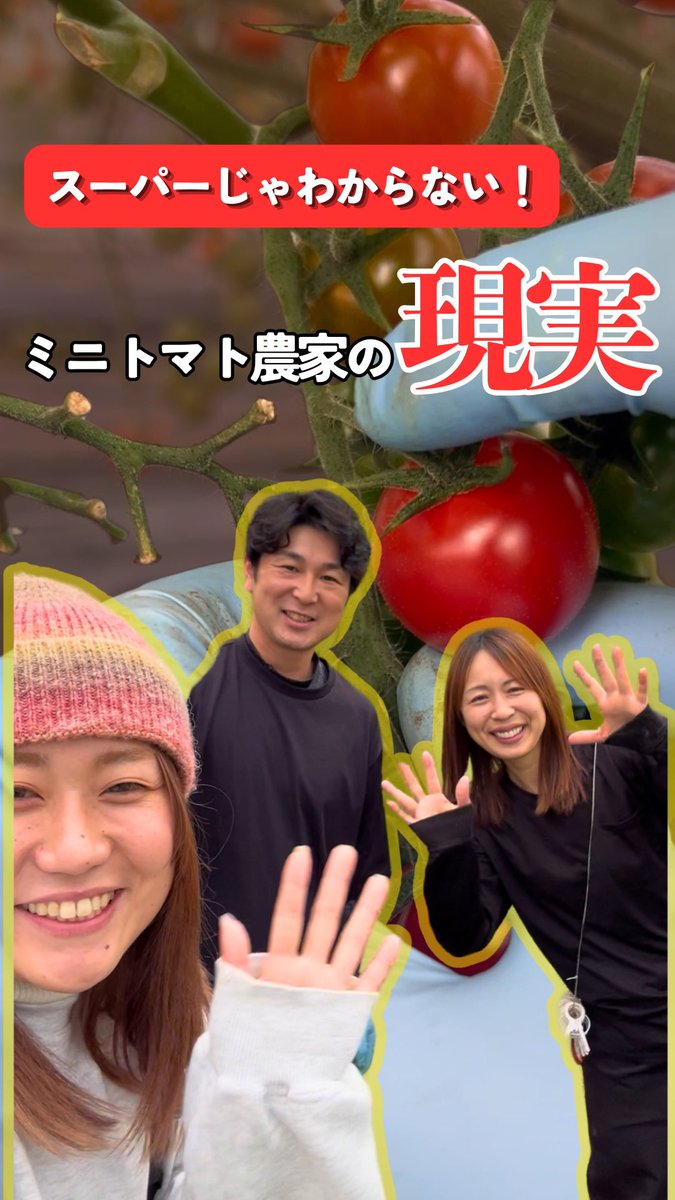 SanumaTimes's tweet photo. ミニトマト農家のサンサンファーム倉持さんへ行ってきました！

15種類以上のミニトマトを毎年栽培されていて、
試験的に新しい品種にも挑戦しながら、
“美味しさ”を追求し続けているそうです🍅

農業の現場でもAI化や自動化は進んでいますが、
実際に見てみると、今もなお人の手が欠かせない場面が https://t.co/DHsexFFUgr