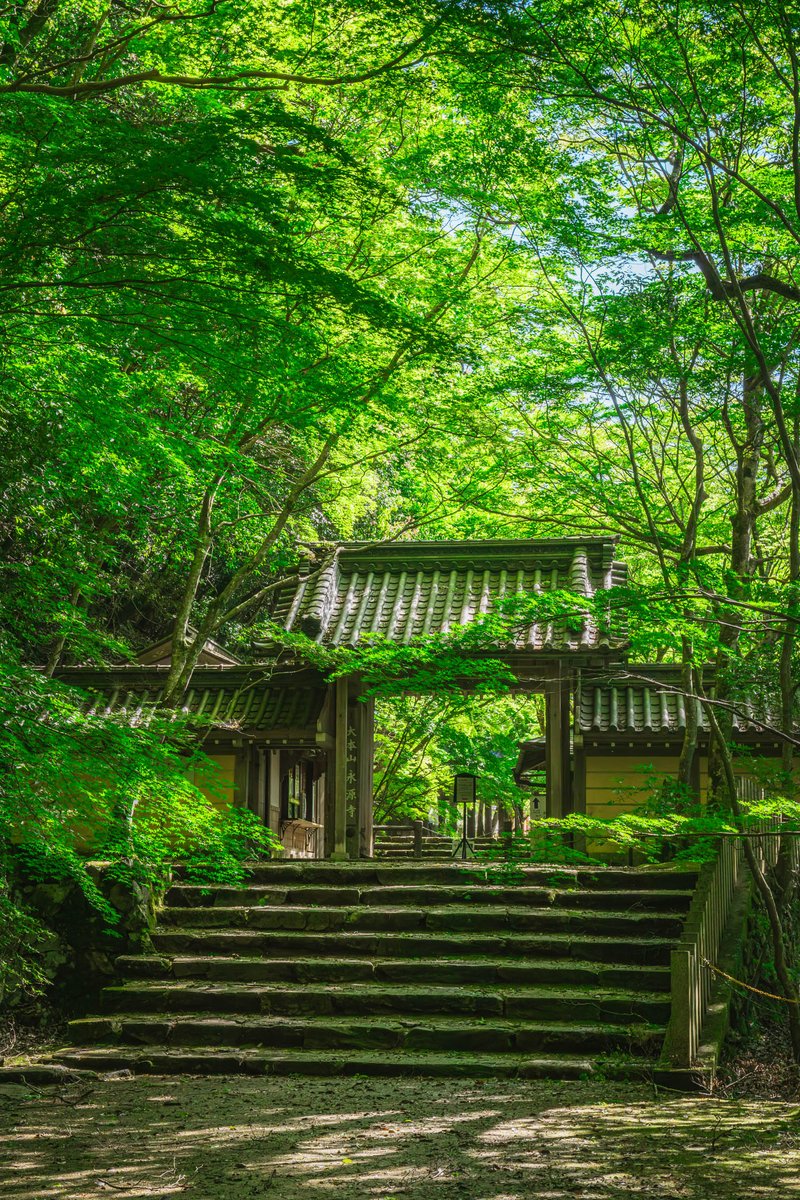 滋賀の新緑は美しいのです