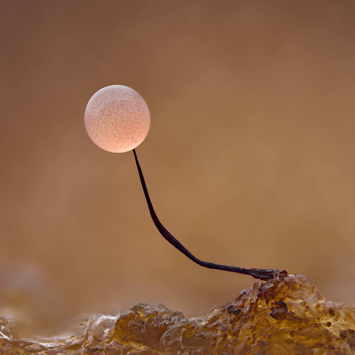 Nikon Small World tweet media