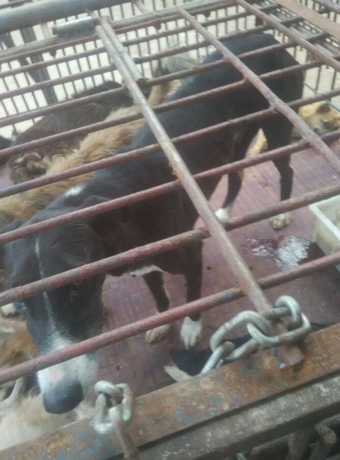 A greyhound being sold at a market in Mainland China, at the same time greyhounds are being exported from the UK and Ireland to Mainland China. Help us stop this ! 
Please sign and share this petition petition.parliament.uk/petitions/7654…