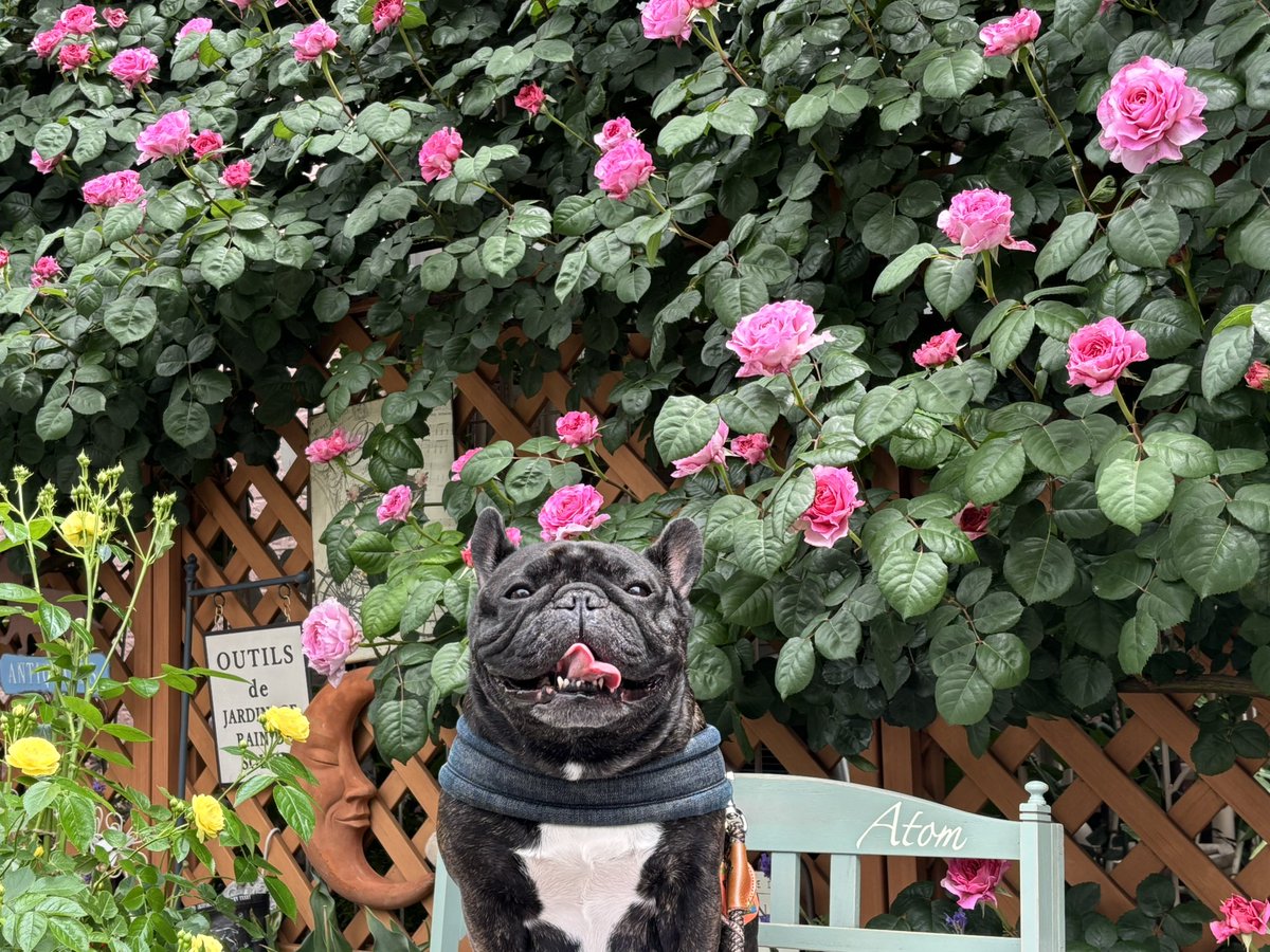 MIYA80987082's tweet photo. ご近所さんが丁寧に育てた薔薇🌹と写真を撮らせていただきました🥰 https://t.co/aofkLC43r4